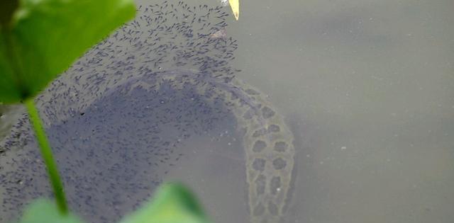 |野钓黑鱼学会这样选择钓点和钓位，再也不怕钓不到！