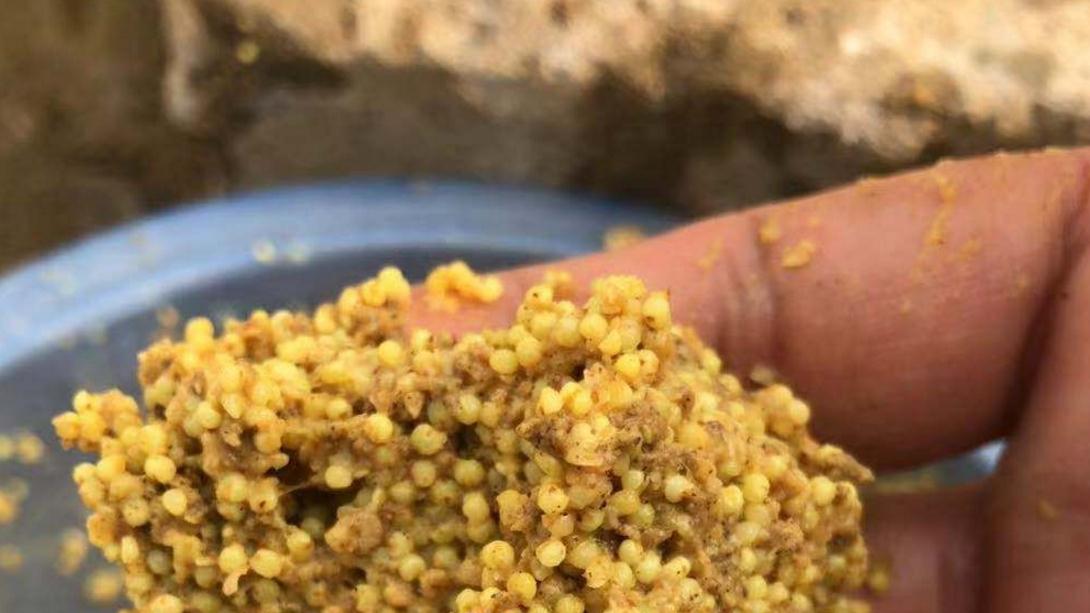 |冷天用的窝饵不用花哨，好材料就在身边，学会后天再冷也照样诱鱼