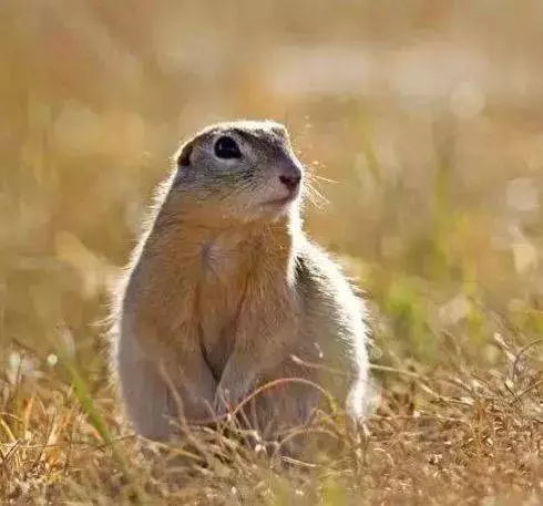 白色污染 新冠爆发超2亿人感染，438万人死亡：人类消失的日子，水清了，天蓝了，动物开始了一场狂欢