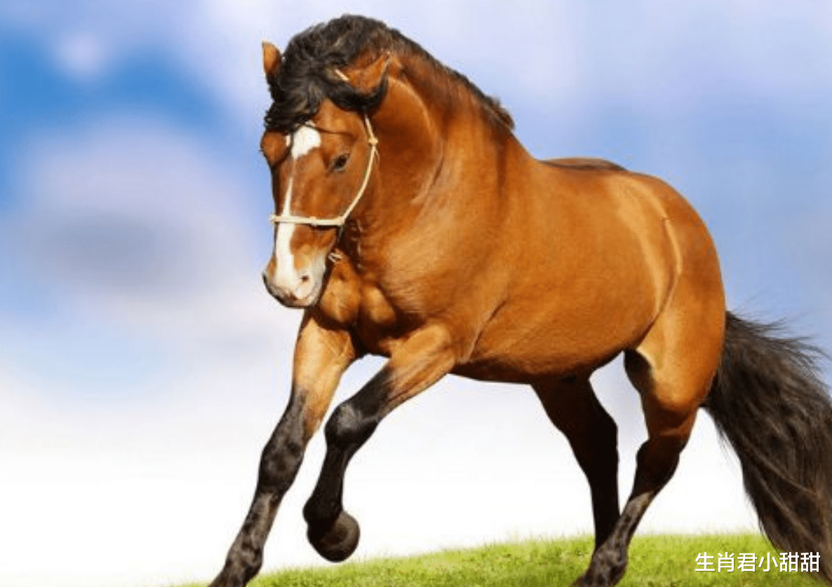 秋招|辛勤付出终会看到回报，一步一个脚印的属马人，迎来事业的黄金期