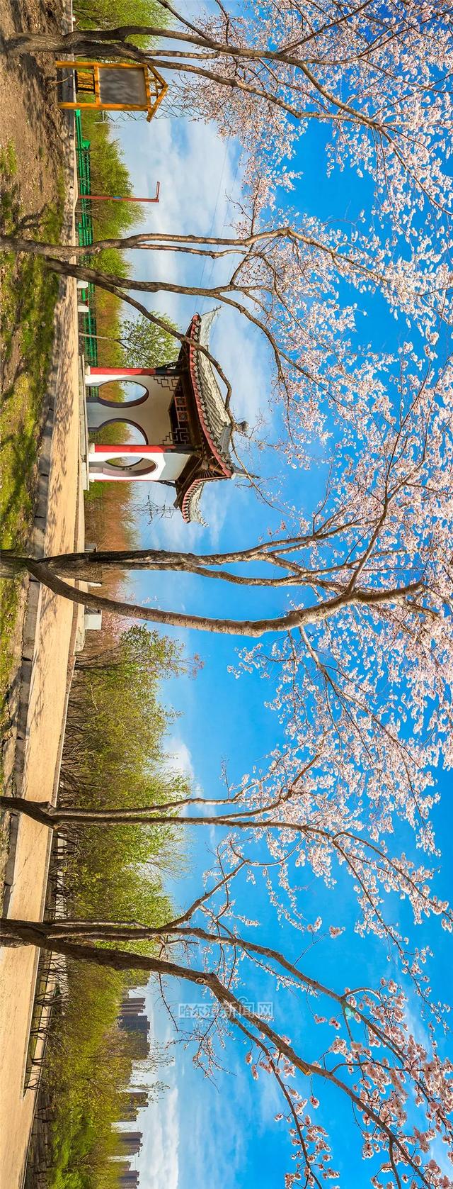 哈尔滨新闻网 好多美图｜景美人少不堵车，香坊10个免费大公园五一来逛逛