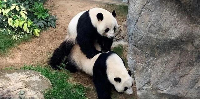 食铁兽 从凶猛的“食铁兽”变成以卖萌为生的国宝，熊猫究竟经历了什么？