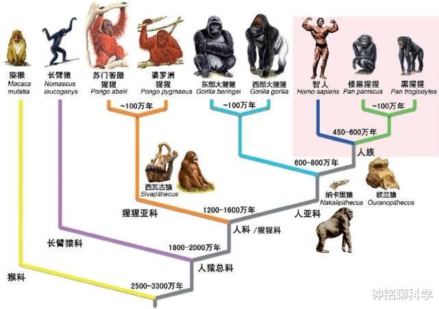 人类起源或被改写?360万年前的足迹化石,或来自未知的人族物种