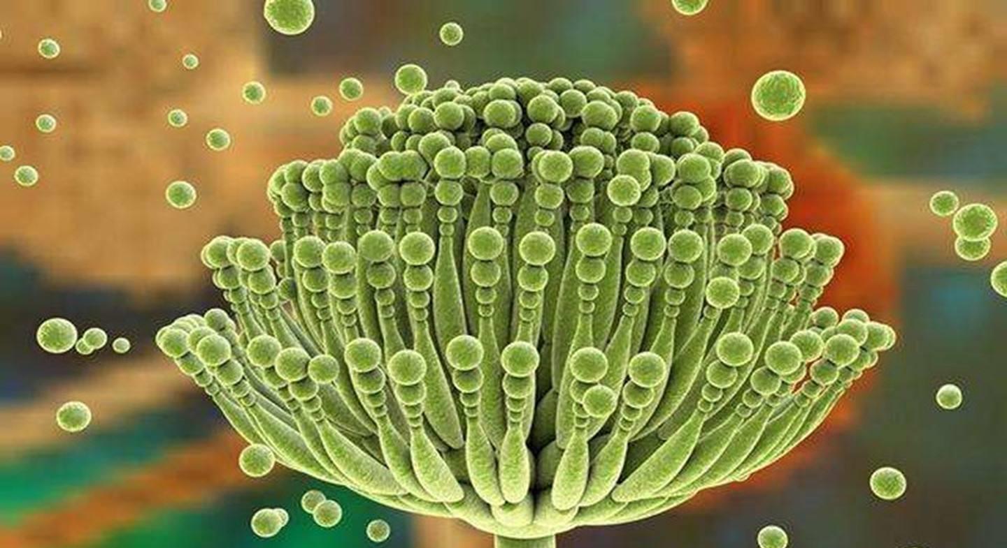 冷冻馒头能吃吗？会形成黄曲霉素吗？医生告诉你实情，不妨看一下