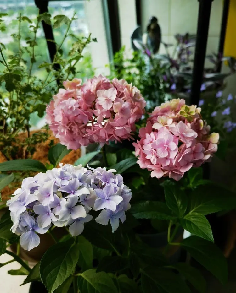 6㎡封闭阳台造花园，1寸空间也不浪费，不出门也能看风景