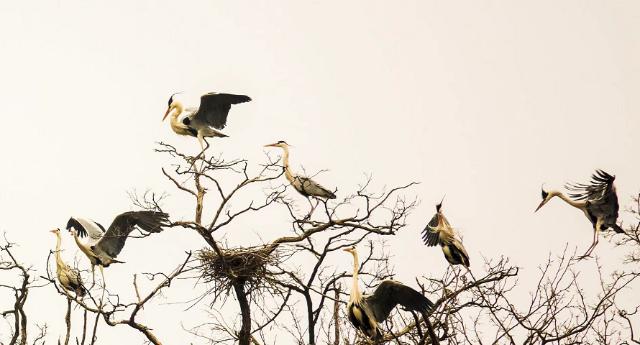 北京日报客户端 千只苍鹭“回家”，入巢密云水库