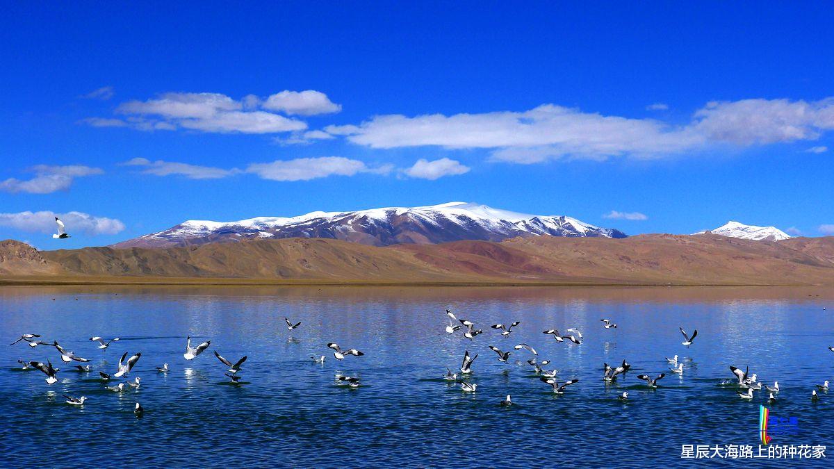 大别山 西藏1500多个湖中,有多达8亿公斤的鱼,为什么无人敢吃?