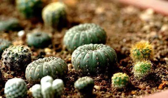 种上阳台|误以为仙人掌很难开花，凑齐“4个条件”，开花一点不难！