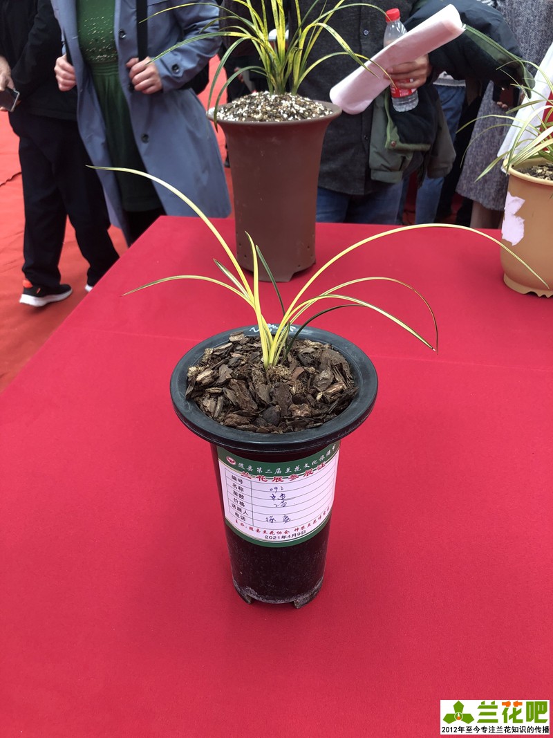 氨基酸|养兰千人千法，因人而异，最后都殊路同归