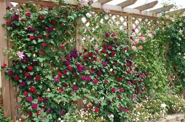 庭院围墙怎么选？竹篱笆、木栅栏、绿篱，总有一款适合你