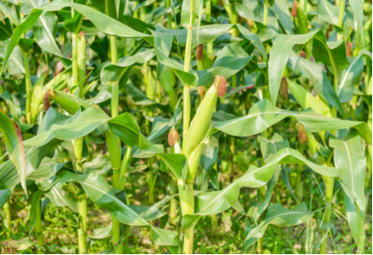 玉米|由老玉米引出的一段维生素历史