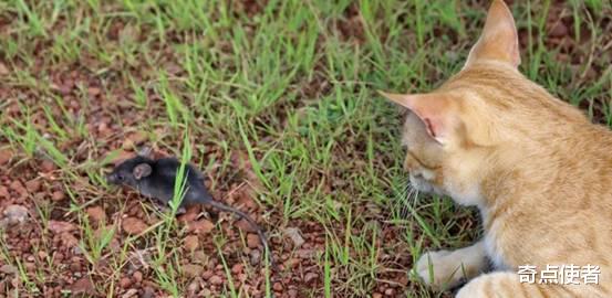 老鼠身上那么脏,猫吃了却不会生病,难道猫对老鼠的病菌免疫吗?