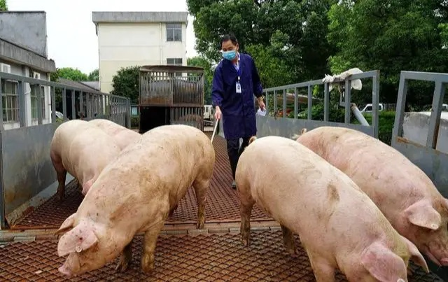 猪肉 肉价“大跌43%”,惊现8.9元猪肉,“元凶”是谁?原因不简单