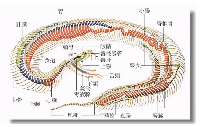 蟒蛇 蛇能吞下多大的动物？泰国出现罕见一面，这头牛悲剧了