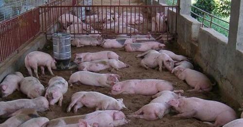 生猪价格 4月28日北方猪价上涨，南方价格下跌，五一期间生猪行情何去何从