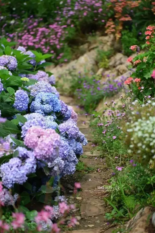 他建了座2亩的鲜花小院,满足你对花园的所有幻想!