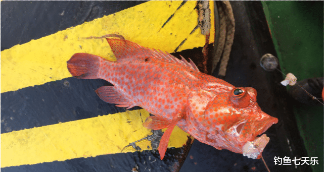 海钓|八个月没下过船！中国钓友巴拿马运河玩起海钓，靠钓鱼打发时间