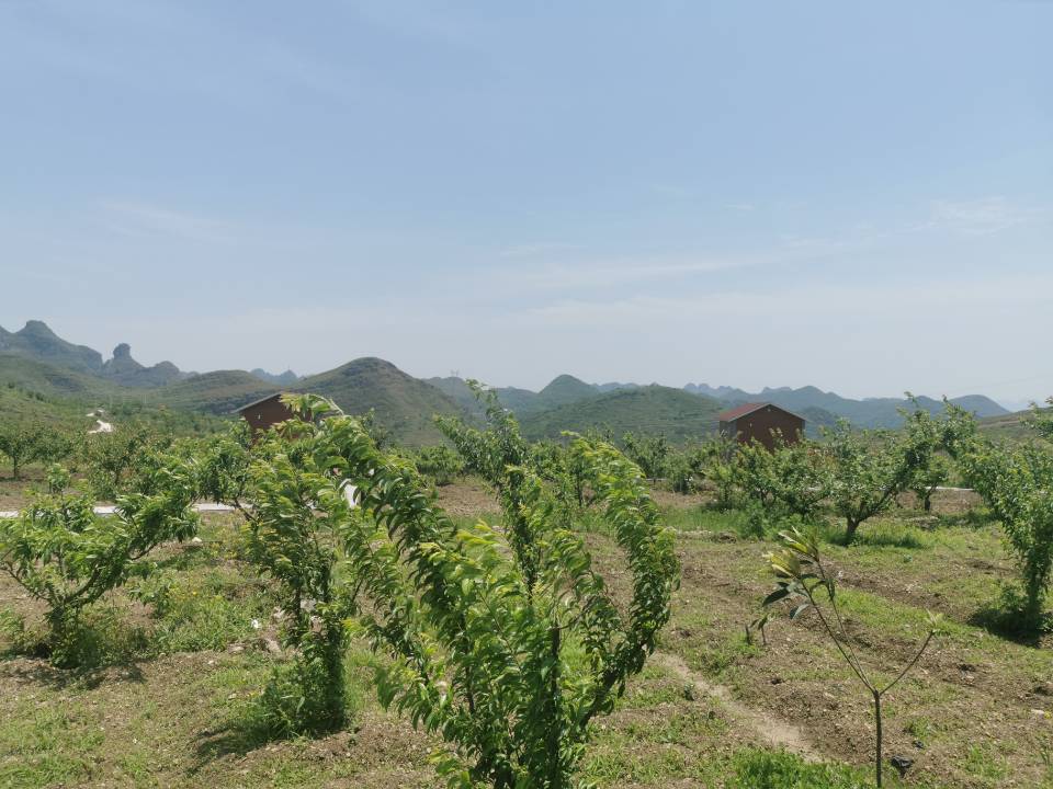 黔行 五一假期来这里！镇宁县天纯花果山“农旅融合示范园”开园啦