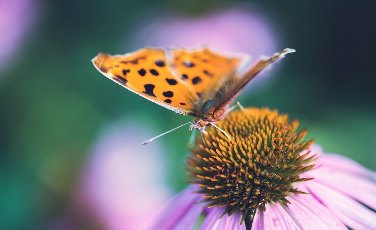 华泰证券 蝴蝶那些不为我们所知的秘密