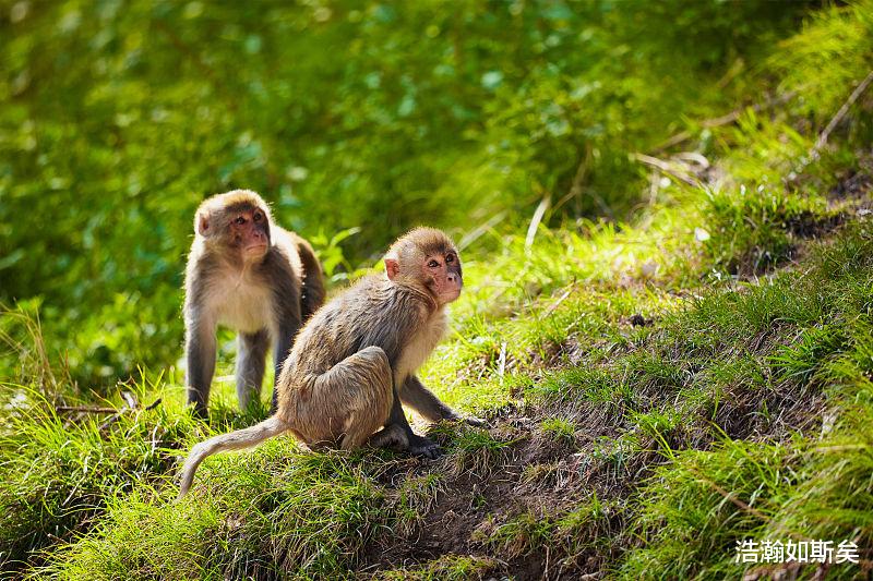 浩瀚如斯矣|生肖属猴人,下半年整体运势红得发紫,好运想挡都挡不住