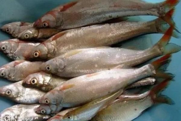 |这种鱼野钓经常遇见，和翘嘴相似，肉质鲜美，具有很高的食用价值