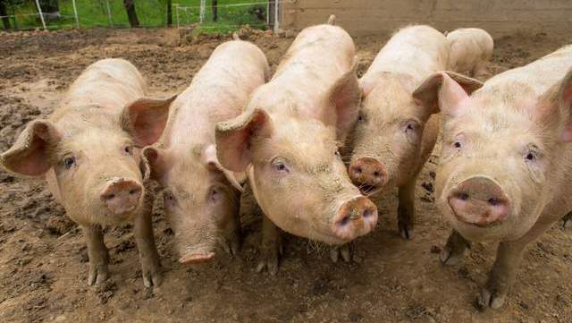 生猪价格 猪价降到多少是个头？附：今日猪价