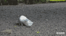 元气骑士|洗脚城男技师和女技师的区别在哪里?女的心中没有光了