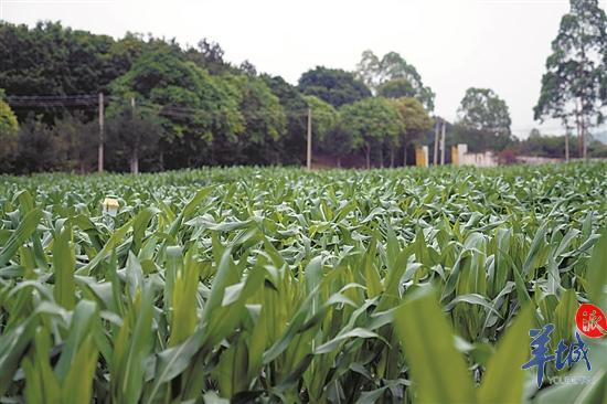 羊城派 阳江：“中国刀剪之都”驶上风电发展高速路   沿着高速看中国（广东）