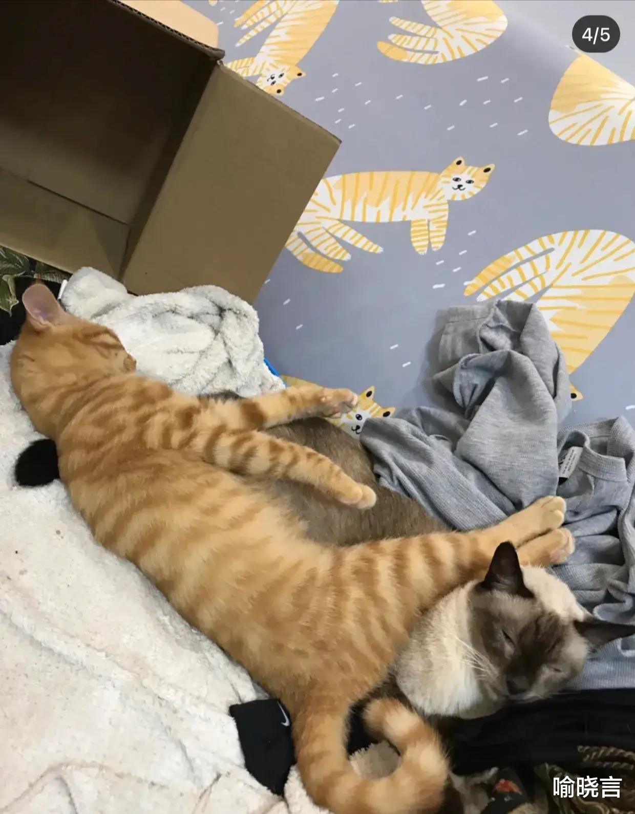 喻晓言 租客搬走了，丢下了猫，现在的人搬家，就不能先安置好毛孩子嘛？