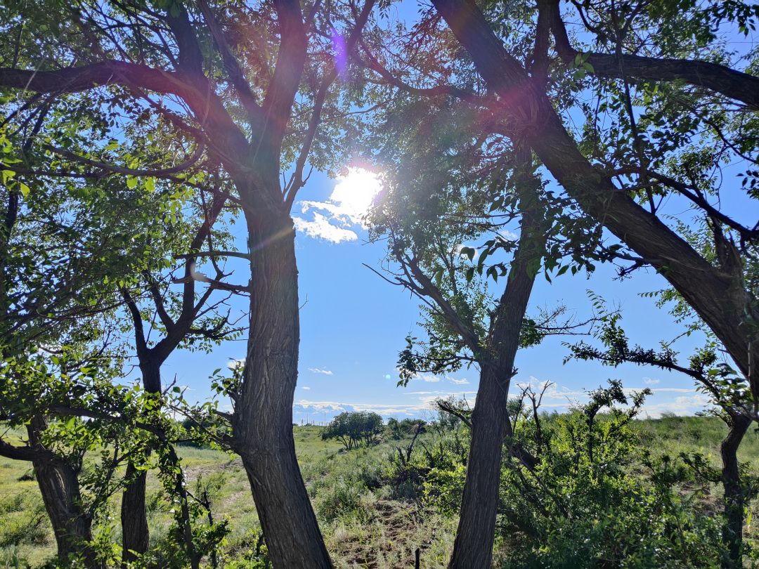 萝卜|一杯六堡茶，祛湿健脾