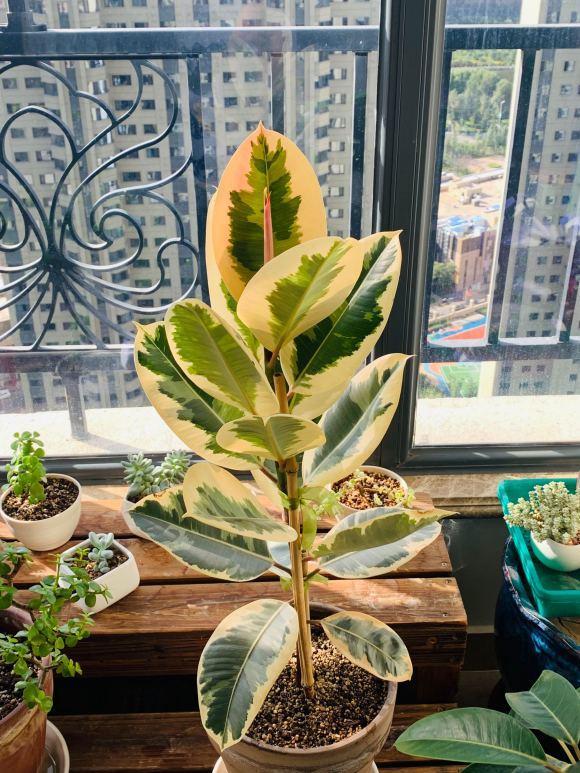 向阳园艺 对植物不了解，房子装修完了，又想养棵绿植，橡皮树是最佳之选