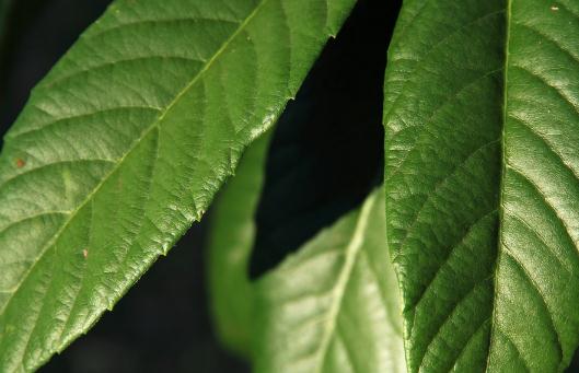 爱吃醋的小蓝孩儿 枇杷叶煮水止咳是老叶还是嫩叶 枇杷花和枇杷叶哪个更好
