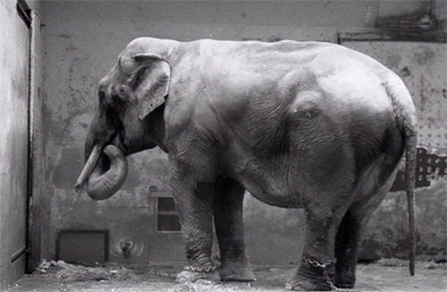 百年前美國一頭大象被判死刑，被起重機吊死，它到底做錯瞭什麼？-圖4