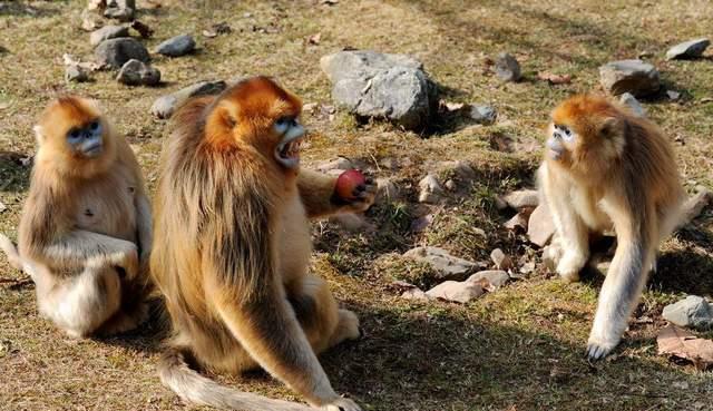 如果“猴王”意外死亡,猴群会发生什么?母猴会被如何对待?