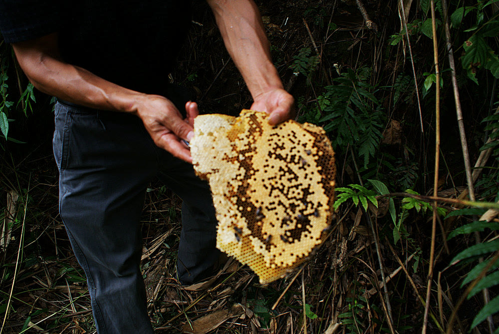 蜂蜜 蜂蜜yyds！唯一不会变质的天然有机物！