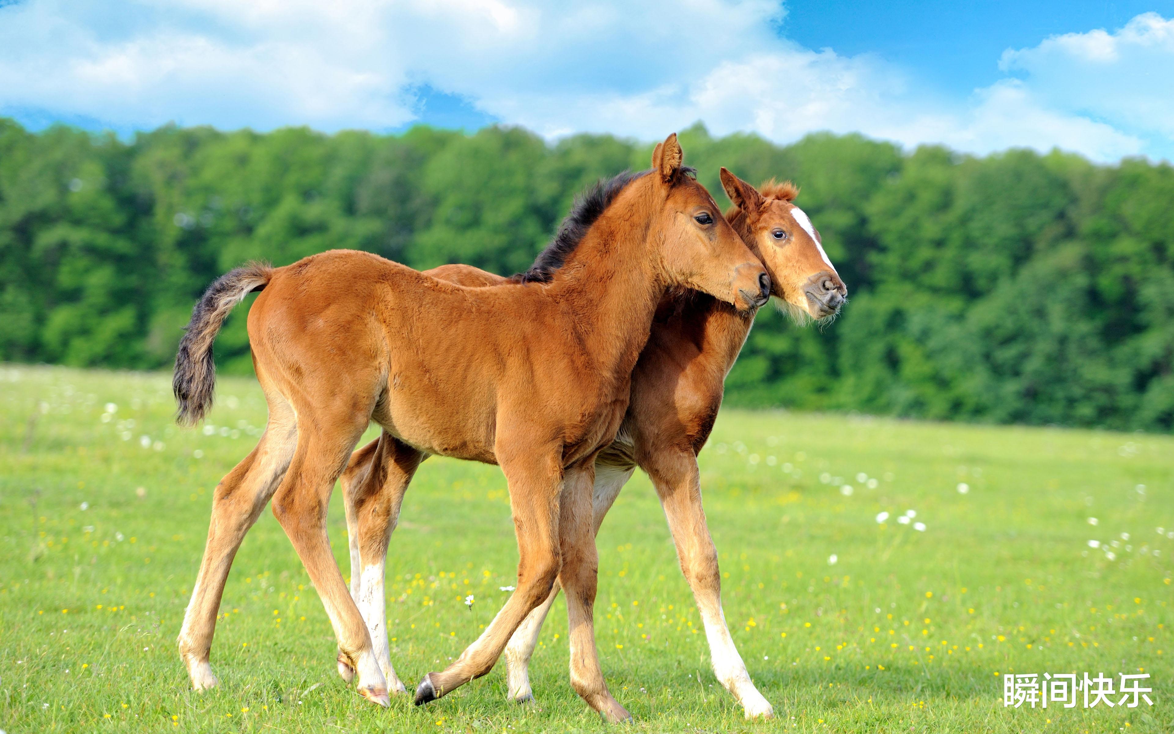 属牛|12月底属牛、属羊、属马开运攻略，职场顺遂，心想事成，名利双收