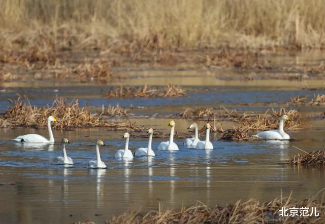北京范儿 候鸟陆续返京，它们将在这几个地方\＂打尖儿\＂，周末出游不愁了