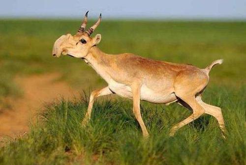 舜网 地球上最“奇怪”的10种动物，个个怪模怪样，认识2种算我输！