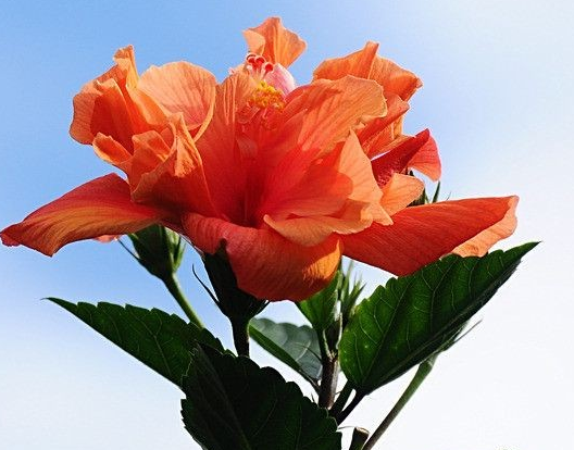 星临天下|到了7月底，4属相吉星照耀，财源广进，日子越来越旺