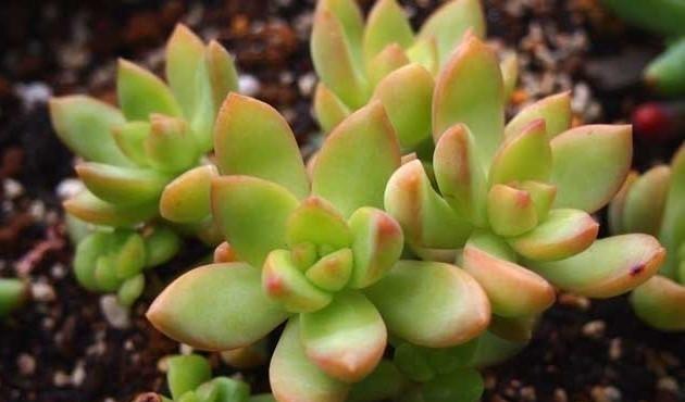 园艺印象|多肉黄丽虽是普货,但好养易度夏,2年即成老桩和悬崖桩