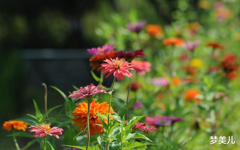 梦美儿|别背叛婚姻，殃及儿女