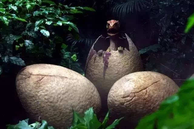 肱骨 出壳就会飞！翼龙为了生存也是拼了，小翼龙的骨头比成年翼龙还硬