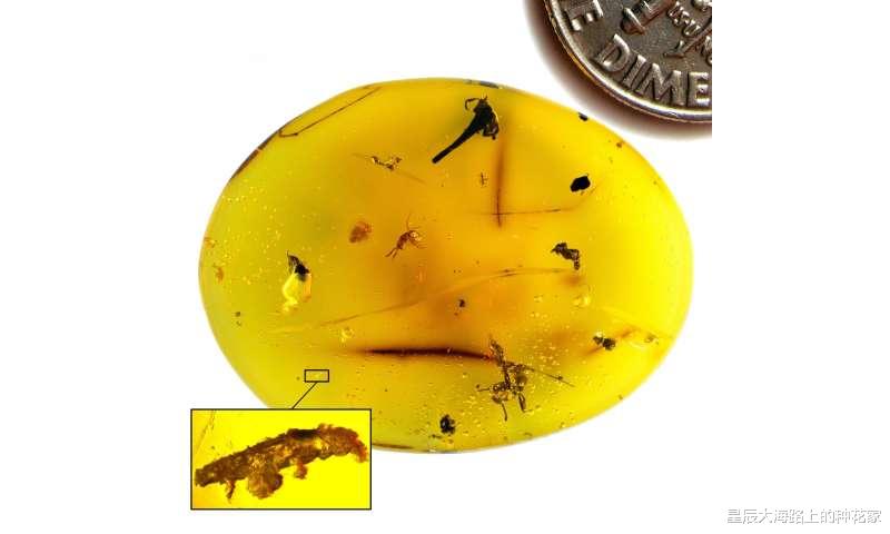 基因 地表最强生物现身琥珀：1600万年前陷入困境，它还活着吗？
