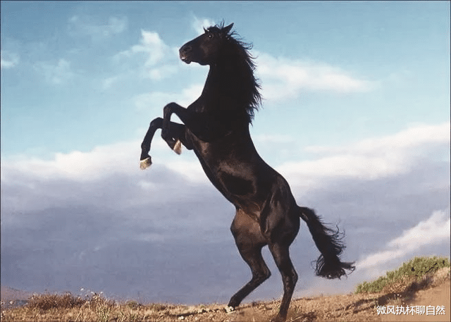 微风执杯聊自然|大草原上的马群失和，红马王带队出走被狼群重伤，黑马王雪夜驰援