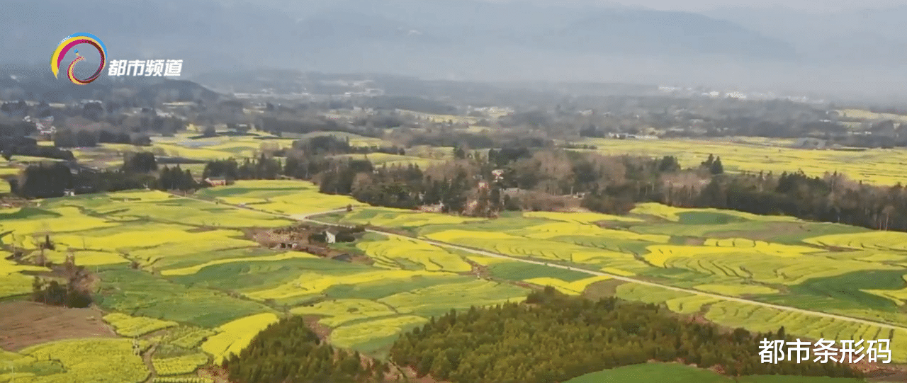 都市条形码 春日花开无限好