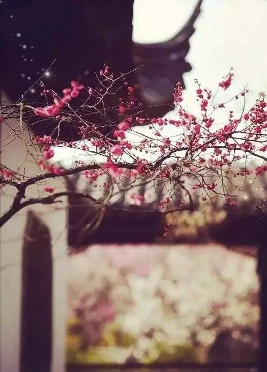 |若说院子，还是中式庭院最美若说院子，还是中式庭院最美