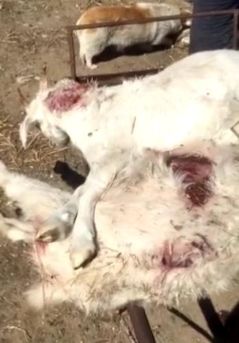 九派新闻 齐齐哈尔有4只野狼出没 咬死农户家羊和狗