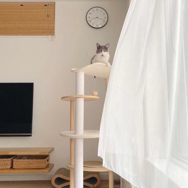 |日本太太的二次装修，她坚持了许多减少家务的决定，工作量少一半