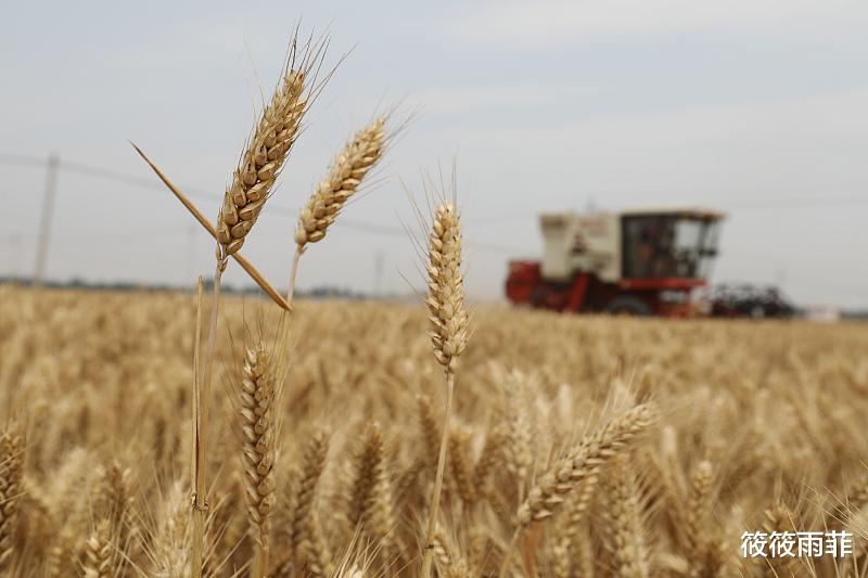 黄鼠狼 刺猬刚出生身上的刺是不是硬的？会扎疼刺猬妈妈吗？我来告诉你