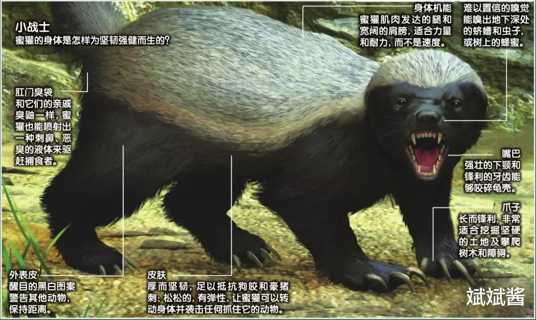 斌斌酱|大连蛇岛是怎样存在的？据说上面有两万条蛇，如果放两只蜜獾上去，能将蛇吃完吗？